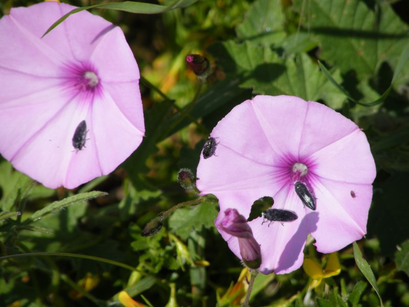 Acmaeodera cylindrica
